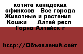 котята канадских сфинксов - Все города Животные и растения » Кошки   . Алтай респ.,Горно-Алтайск г.